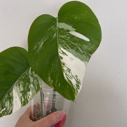 Beautiful Albo Monstera Top Plant CUTTING- Rooted