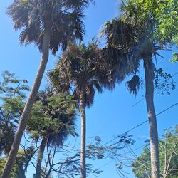 Palm tree tops