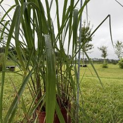 Lemon Grass Plant As In Picture 