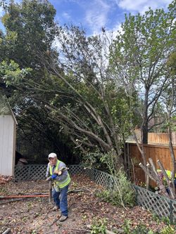 Tree Cleaning