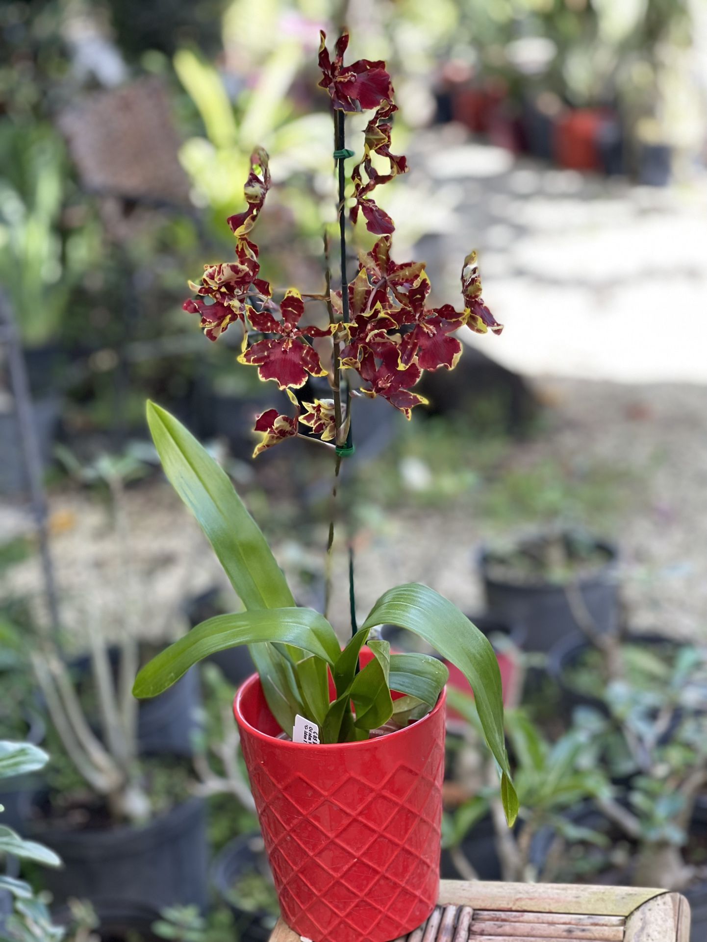 Oncidium Orchids