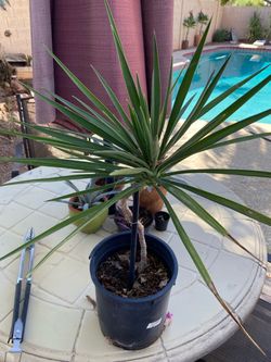 Dragon Tree or Yucca plant