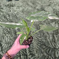 Rare Alocasia Odora "Okinawa Silver" 4 Inch Nursery Pot