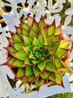 ECHEVERIA RED LIPSTICK SUCCULENT PLANT - In Terracotta Pot