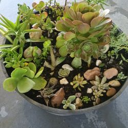 Huge Succulent Garden With 24 Different Varieties Of Succulents And Cacti. You Get The Exact Succulent Garden Shown In The Pictures 