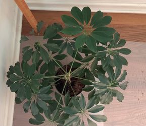 Umbrella Tree – Full & Healthy