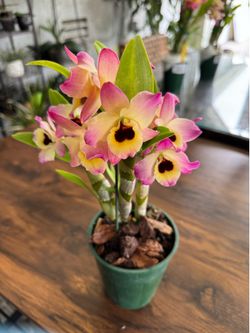 Dendrobium Oriental Smile 'Butterfly' orchid Nobile