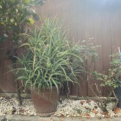 Large Aloe Plants