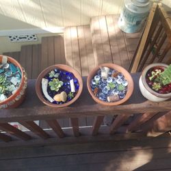 Decorative Succulents