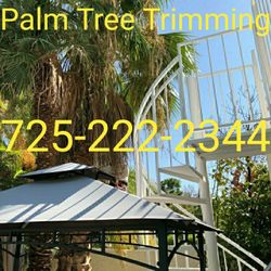Palm Tree Trimming 
