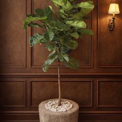 Large Fiddle Leaf Fig Tree in Stone Planter – Indoor Statement Plant | Organic Modern Decor