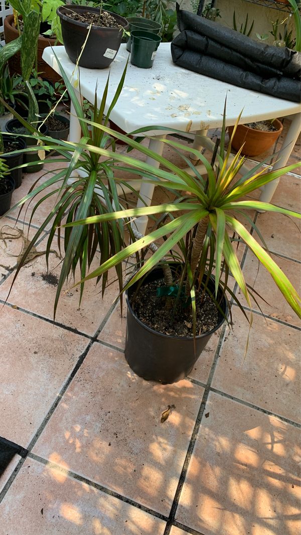 Dracaena marginata 5 gallon pot for Sale in Bonita Springs