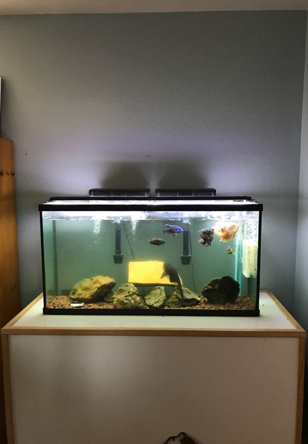 50 to 60 gallon goldfish aquarium