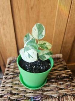 Potho "Pearls and Jade" (Green pot-E)