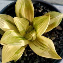 Haworthia Variegated Succulents Plants Korean Imported Pick Up In Upland Or Ship To You  Only 1 Avail 
