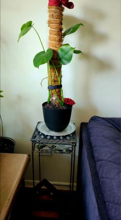 Planta Monstera delicosa con base incluida y casita de madera colgante