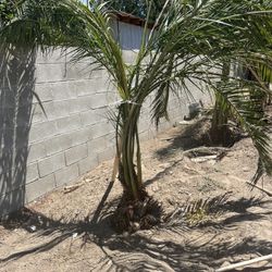 Palms Trees