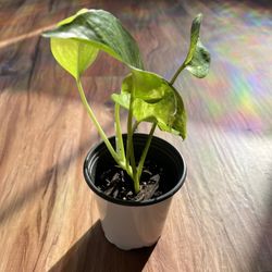 Golden Pothos