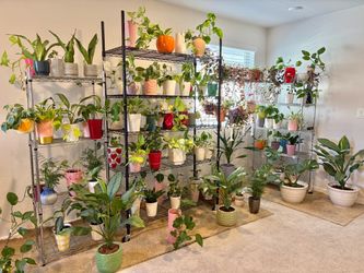 Indoor plants with %15 off