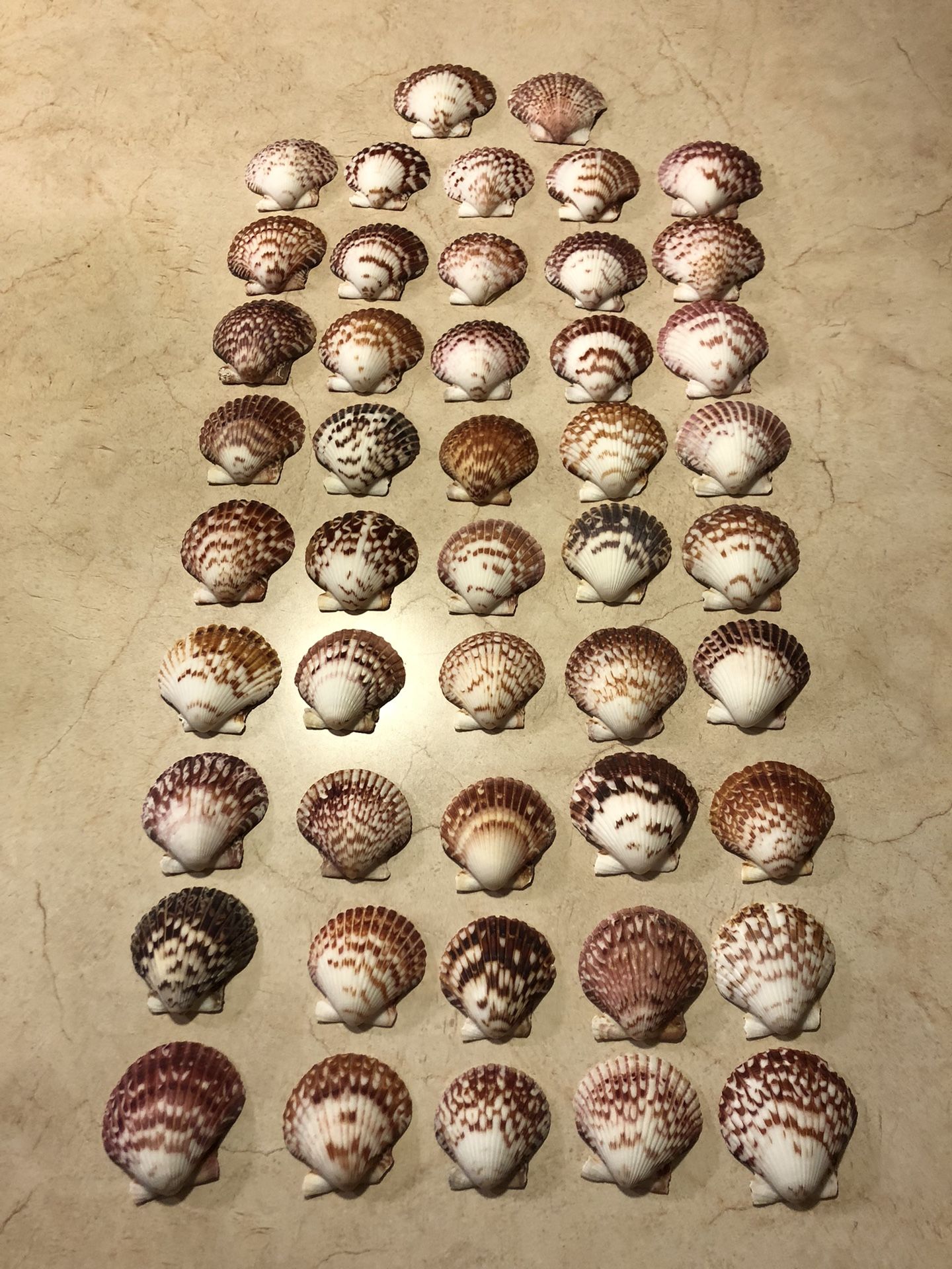 2 1/2” Sea Shells