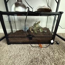 Lizard Tank