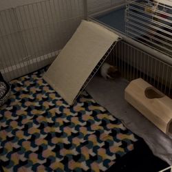 Guinea Pig Cage