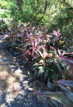 Red Sisters (Ti) Plant