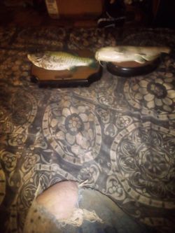 Single. Fish. Work Great. 5. Dollars. Each. Good Deal