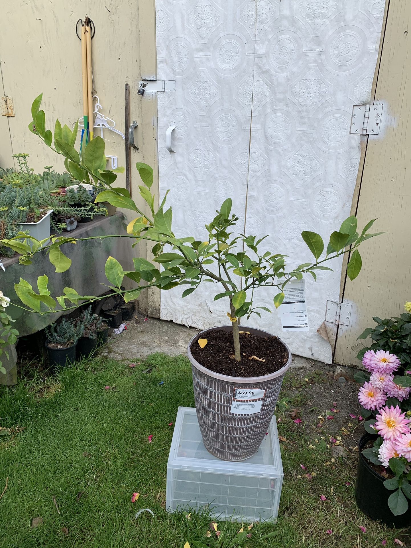 Outdoor lemon
