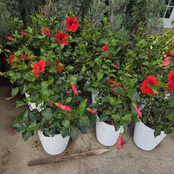 Hibiscus Plants 5gallon Red Flowers 