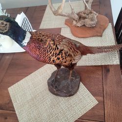 Pheasant Taxidermy 