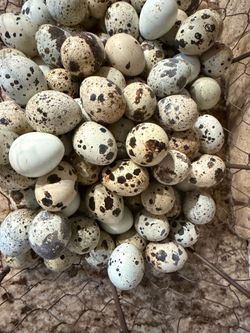 Quail Eggs
