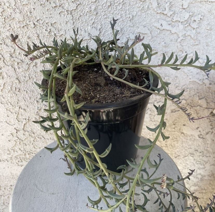 1.5 Gallon Pot Hanging Trailing Succulent Plant - Dendrophorbium Peregrinum - String of Dolphins - Established Plant - Drought Resistant 🪴  