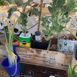 I Have So Many Vegetable Plants For Sale And What Ever You Buy You Will Get Exra From 10 Bucks To 20 Come Get Them They’ll Saleing Fast Corn Plants 