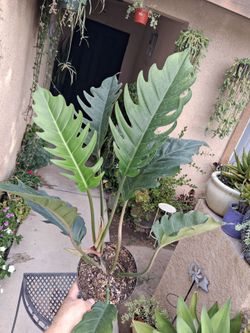 Philodendron Caramel PLUTO Plant $45