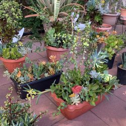 All Kinds Of Mix Succulents Plants Cactus Flowers Bonsai Garden Yard Home Patio Pot Cactus