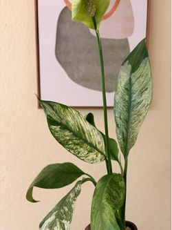 Variegated Peace Lily