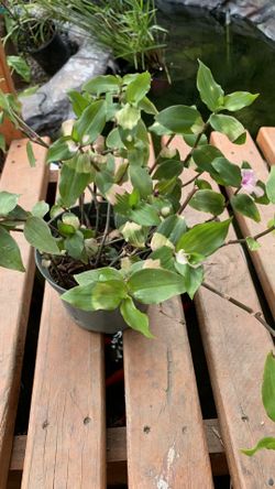 Tradescantia Blushing En Gallons Grande