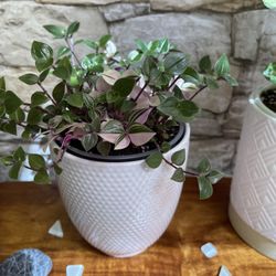 Spiderwort Tradescantia House Plant In Cute Textured Ceramic Pot 5.25"H.