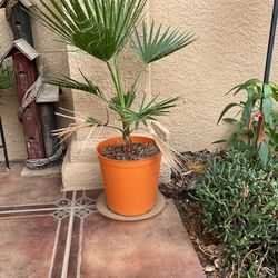 Mexican Palm