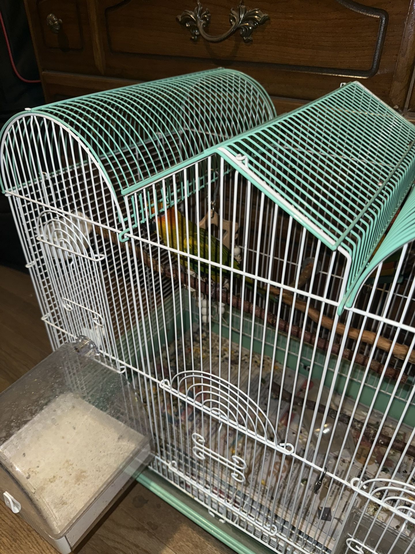 BIRD cage