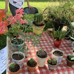 Plants for sale today Whittier