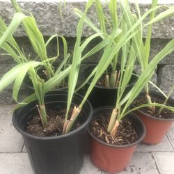 Lemongrass plants in pot For Sale / dtakrai
