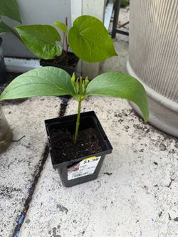 Rooted Parijaat plant