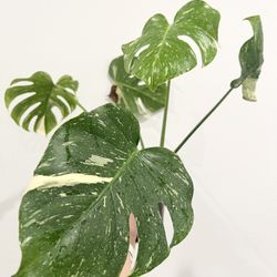 Monstera Thai Constellation 