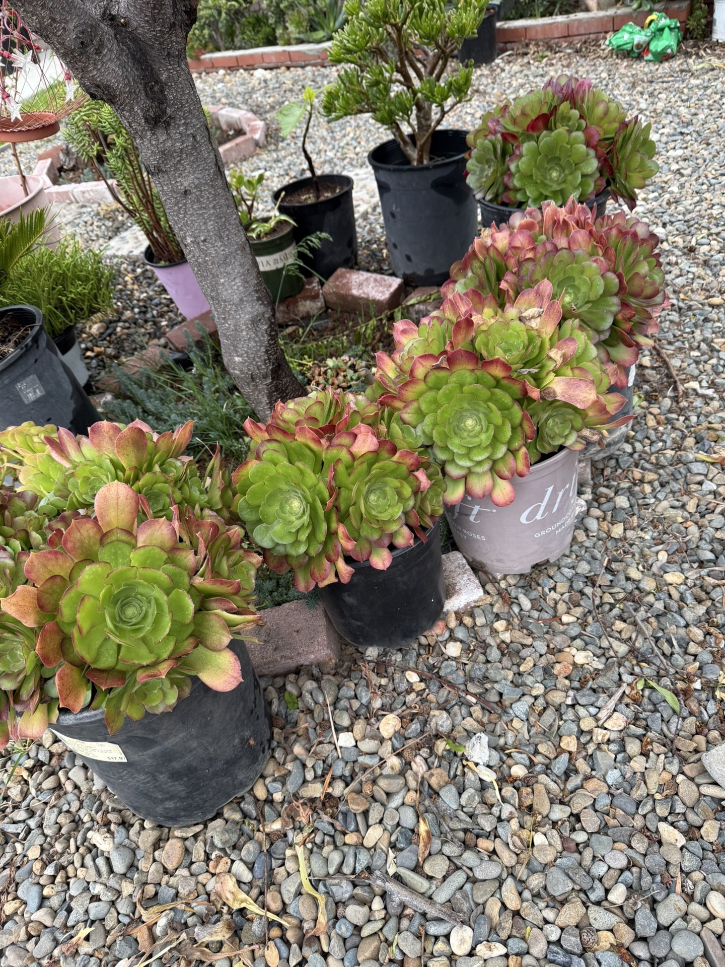 Succulents