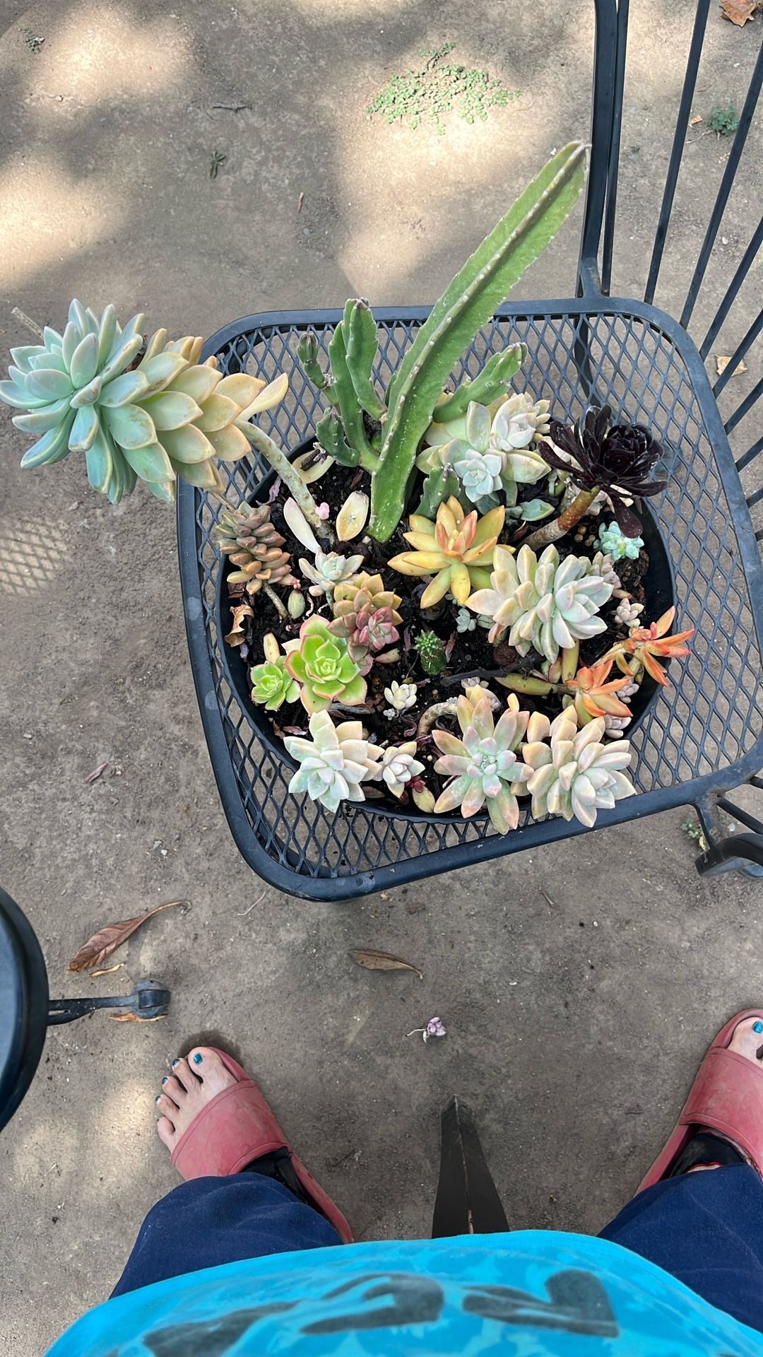 Assorted Succulents