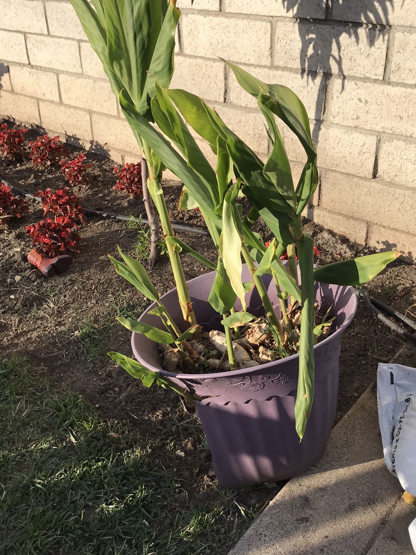 Banana tree and ginger
