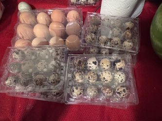 Chicken and Quail Eggs check dsc