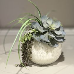 Succulent Plant decor